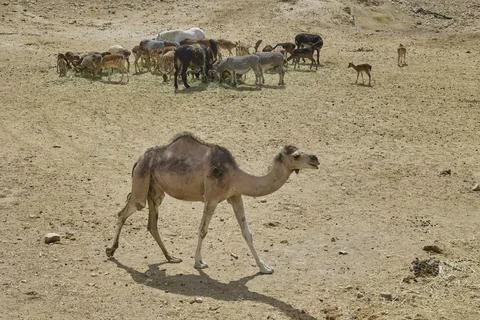 Single dromedary camel walking across arid safari landscape Stock Photos