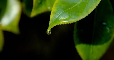 A single drop of water falls from green leaf Stock Footage 85206231