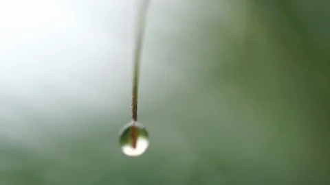 Single Drop of Water by MacroFootage - Green Collection 2019 Stock Footage