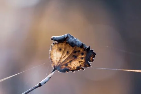 Single  dry autumn leaf in cobweb isolated on blurred background. Autumn and  Stock Photos