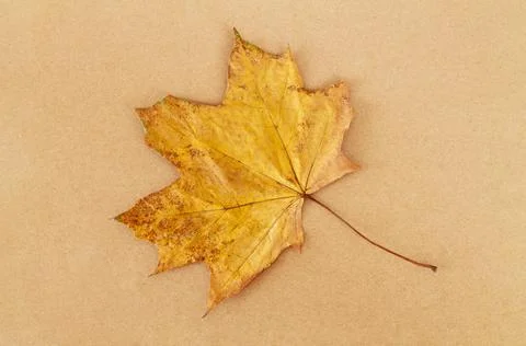 Single dry autumn maple leaf background Stock Photos