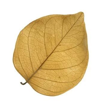 Single dry brown leaf isolated on white Stock Photos