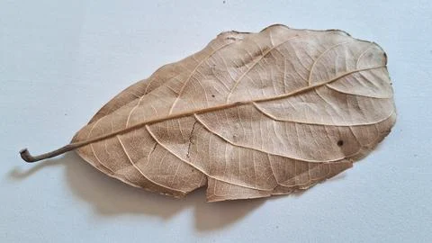 Single dry brown leaf on white background. Fallen autumn foliage with detailed Stock Photos