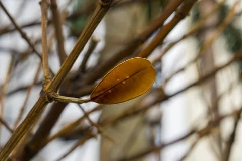 Single dry leaf clings to bare twig Stock Photos
