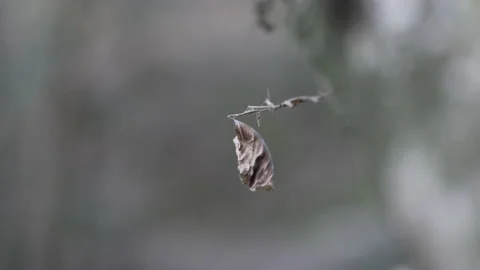 Single dry leaf closeup hanging from a small branch, 4K, DNxHR Video stock 152532148