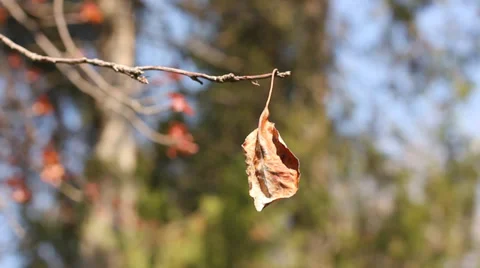 Single dry leaf Stock Footage 38091490