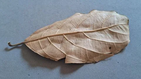 Single dry leaf on gray background. Fallen autumn foliage isolated on a neutral Stock Photos