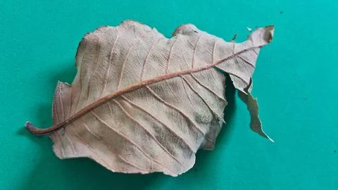 Single dry leaf on green background. Fallen autumn foliage isolated on vibrant Stock Photos