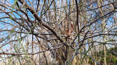 Single dry leaf hanging on bare tree branches in a sunny autumn forest with a 動画素材 327728546