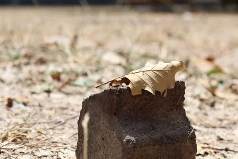 Single dry leaf on stone blur background leaf and stone Stock Photos