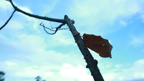 Single Dry Leaf on Tree Branch with Blue Sky Background Stock Footage 341292345