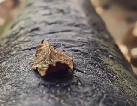 Single dry leaves fall down on metal pipe Stock Photos