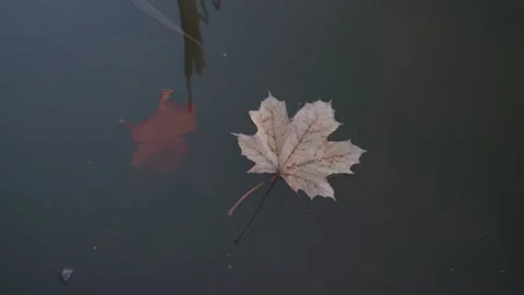Single dry maple leaf floats at water surface top view. Stock Footage 194454821