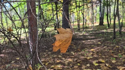 Single Dry Maple Leaf Hanging on Thin Branch in Autumn Forest Vídeos de archivo 346676945