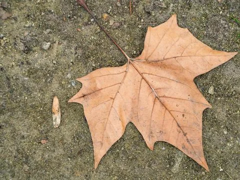 Single dry maple leaf rests on rough stone ground Stockfoto's