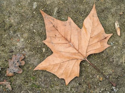 Single dry maple leaf rests on rough stone ground Stockfoto's