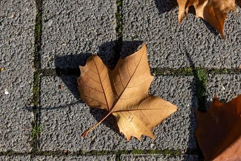 Single dry maple leaf rests on cracked pavement Stock Photos