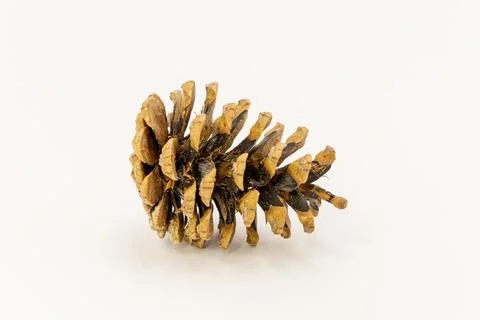 A single dry pine cone resting on a plain white background. Stock Photos