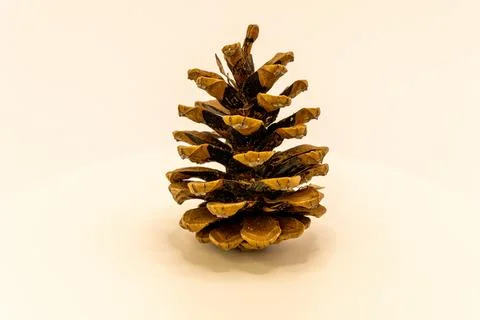 A single, dry pine cone stands upright against a plain white background, show Stock Photos