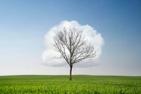 Single dry tree at the field with cloud in shape of leaves and copy space Stock Photos