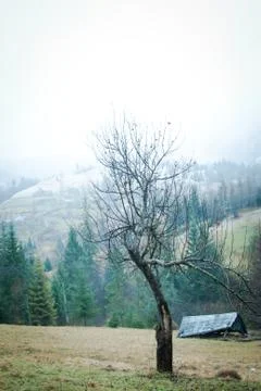 Single dry tree on green grass of hill. Cold foggy autumn wheather Foto stock