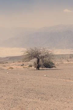 Single dry tree in a vast desert landscape with hazy mountains in the backg.. Stock-Fotos