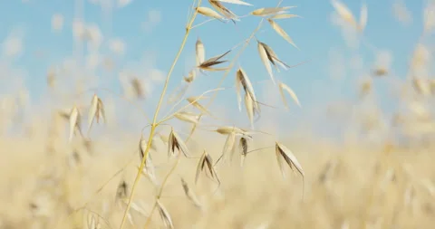 Single dry wild oat stem with drooping seed heads and awns, 8K Stock Footage 339237432