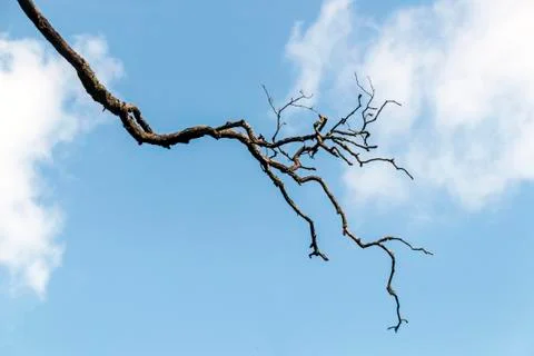 Single Dry Winter Tree Branch Against Blue Cloudy Sky Stock Photos