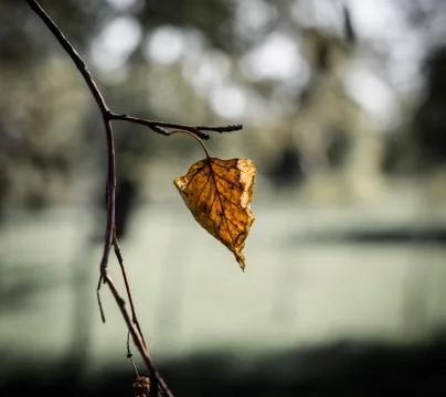 Single dry yellowed leaf on a tree branch Stock Photos