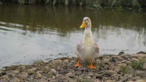 Single duck on a bank of a river Stockbeeldmateriaal 100764462