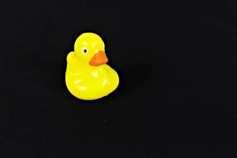 Single Duck on Black Background Stock Photos