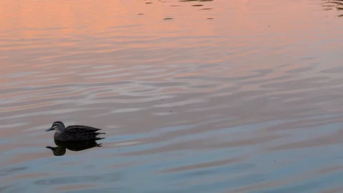 Single duck floating on pond with pink and blue sunset reflections, 4K Stock Footage 91798991