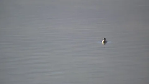 Single duck at lake in the mountains Stock Footage 71100124