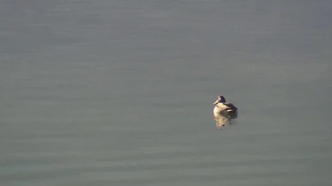 Single duck at lake turning Stock Footage 71099290