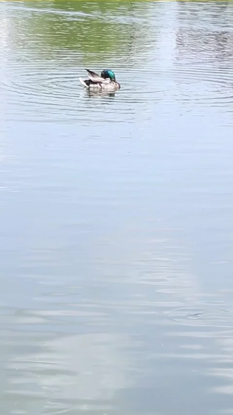 Single duck swimming alone in calm blue lake water Stock Footage 313253396