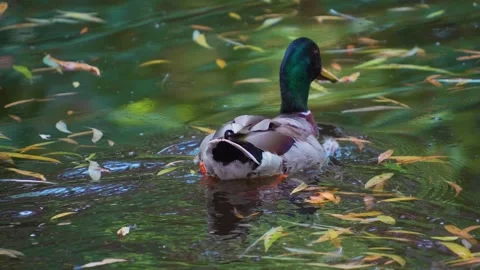A single of duck swimming Video stock 249744354