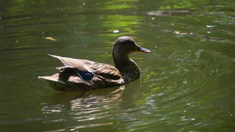 A single of duck swimming  Stock Footage 249746004