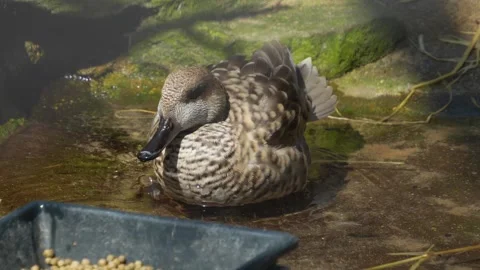 A single of duck swimming  Stock Footage 275529414