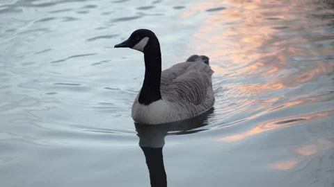 Single Duck Swimming on River Itchen at Sunset 動画素材 299719842