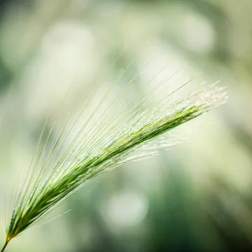 Single due covered grass Stock Photos