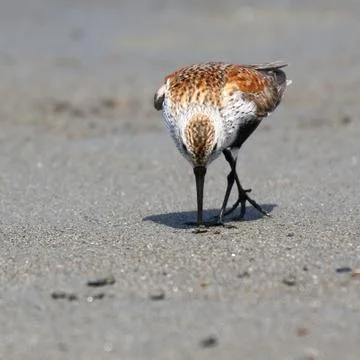 Single Dunlin Feeding Stock Photos