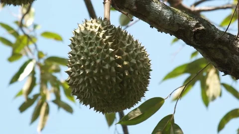 A single durian fruit growing on tree before Stock Footage 172519665