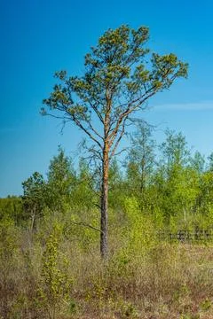A single dwarf pine on a fen in early spring on a sunny day Foto stock