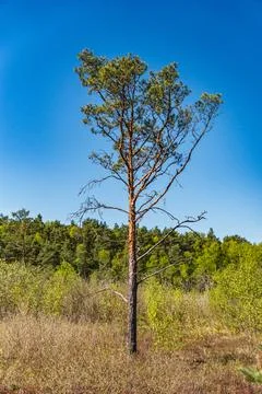 A single dwarf pine on a fen in early spring on a sunny day Foto stock