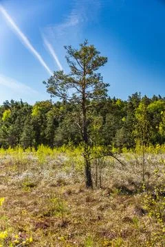A single dwarf pine on a fen in early spring on a sunny day Foto stock