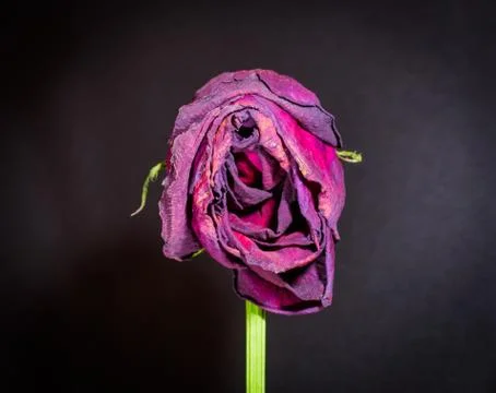 Single Dying Rose Stock Photos