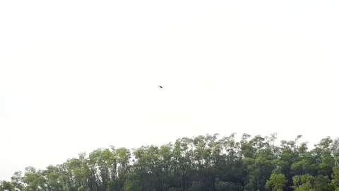 Single Eagle Soaring High Above Dense Green Forest Canopy Under Daylight Sky Stock Footage 342028571