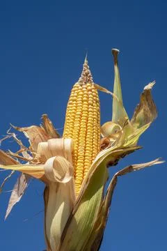 Single ear of bright yellow corn on the cob 写真素材