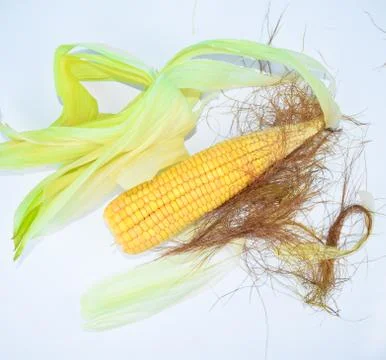 Single ear of corn with corn leaves isolated on a empty white background Stock Photos