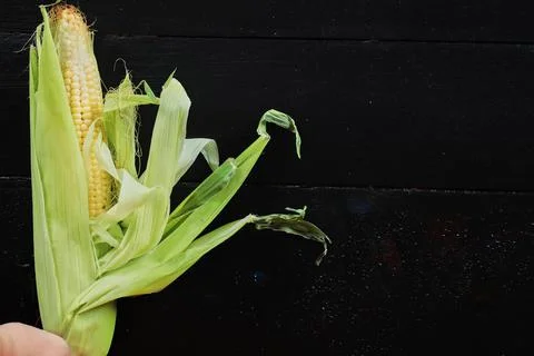 Single ear of corn isolated on black background Stock Photos
